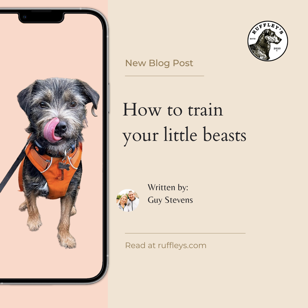 Pet Training: Basics
