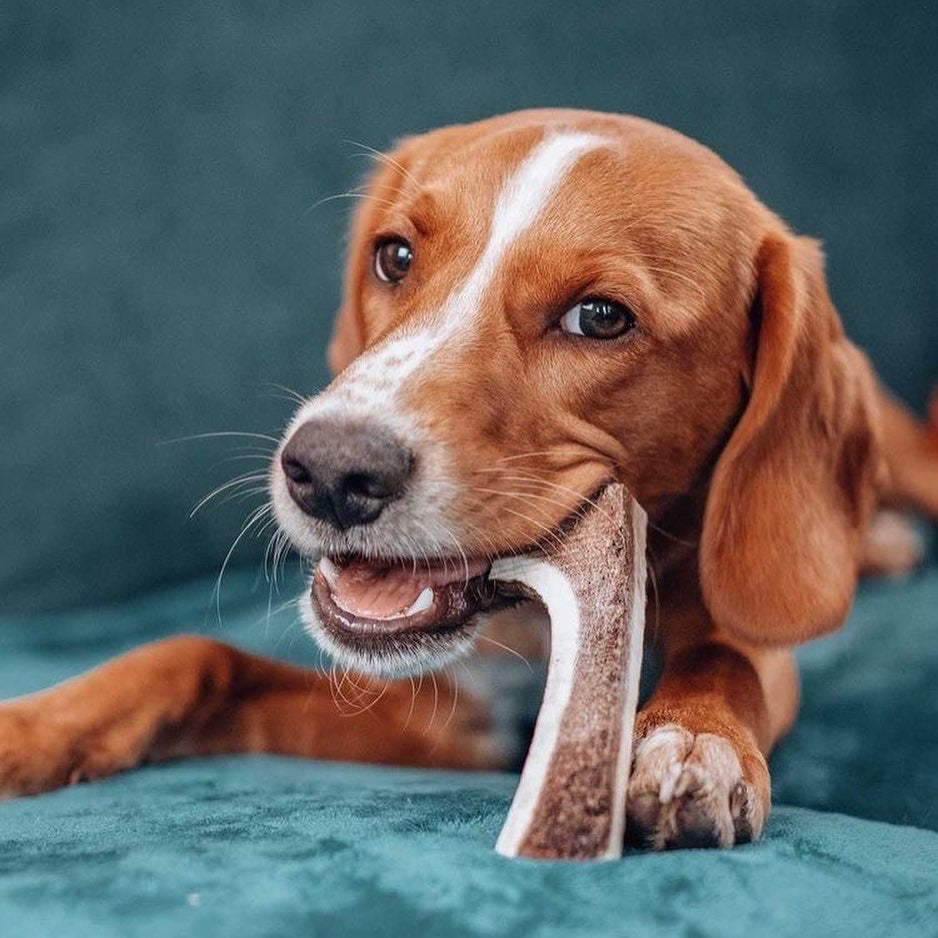 Dog enjoying antler chew