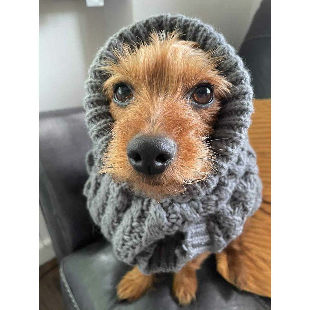 Yorkie wearing dog jumper, Cute