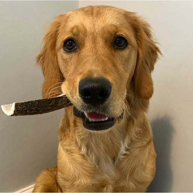 Dog with chew in mouth