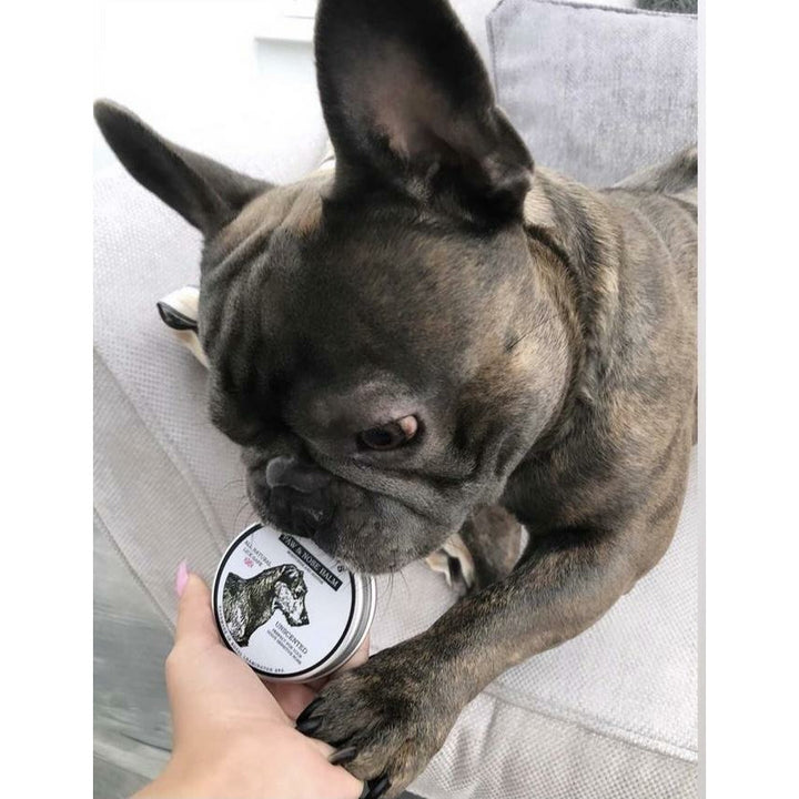 The best dog paw balm for frenchies