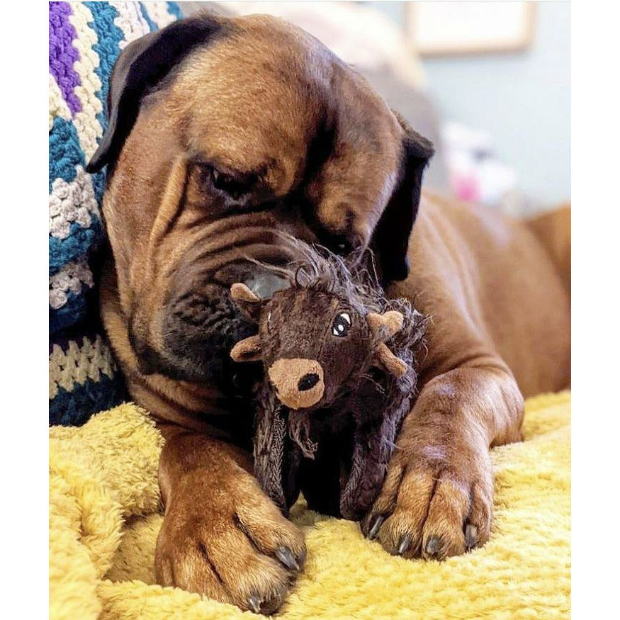 Mastiff playing with bison dog toy