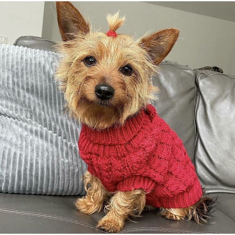 Cute dog in knitted jumper