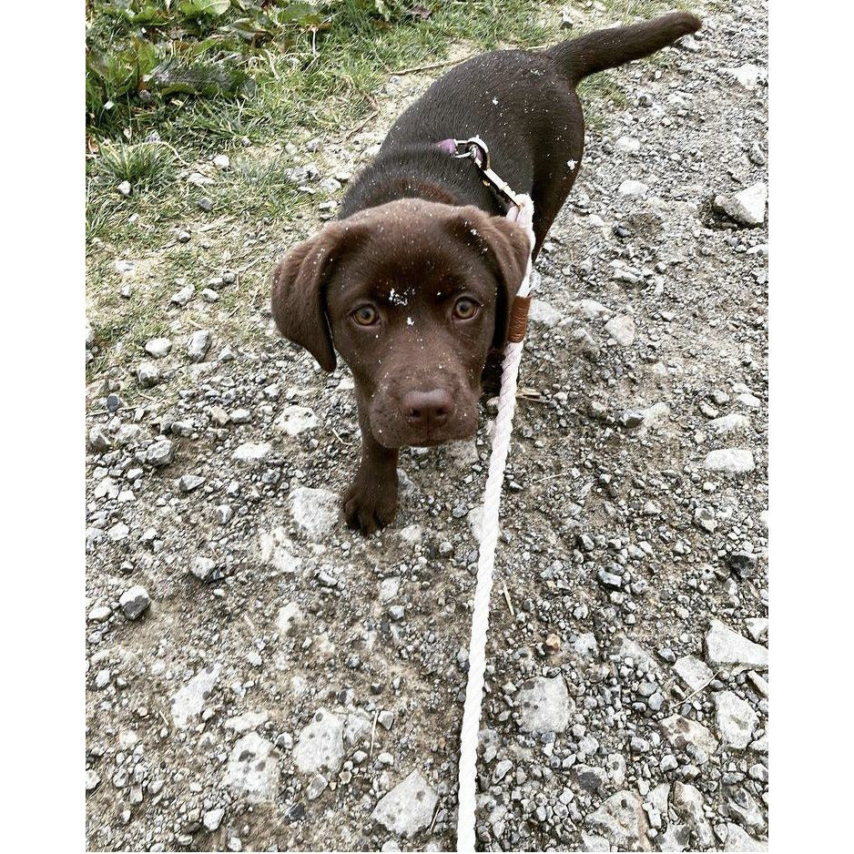 Chocolate Labrador with Pink Rope Lead