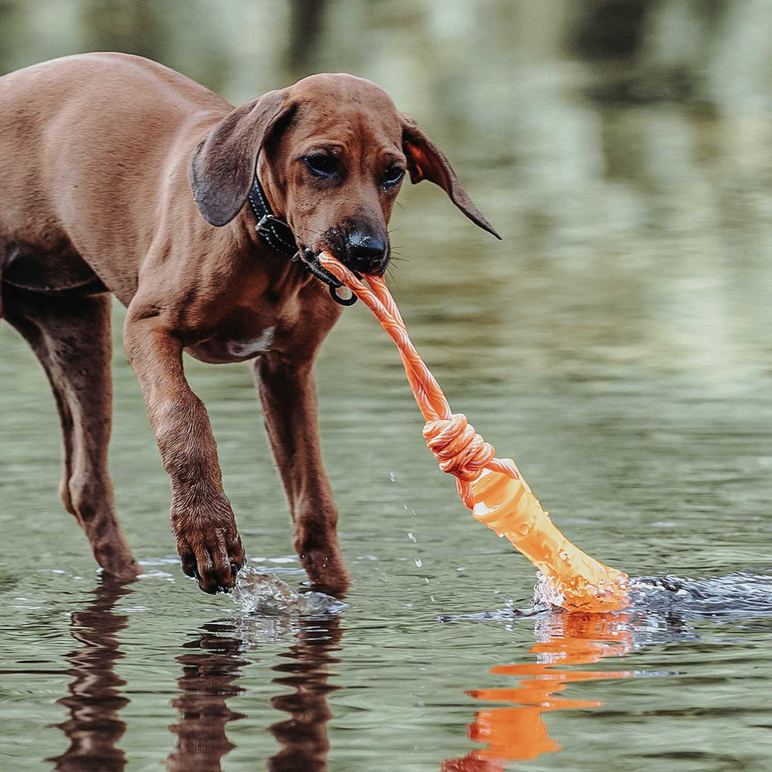 Dog Fetch toy that floats in water