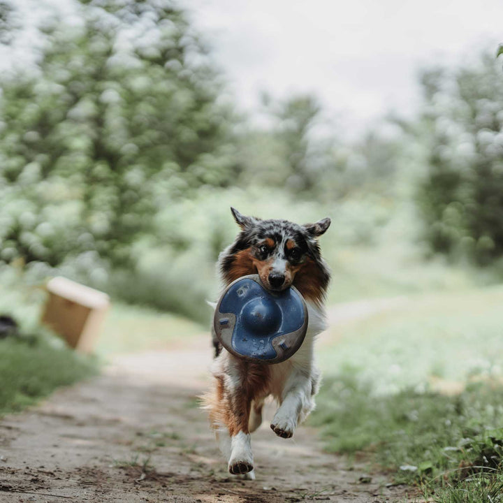 Dog Carrying Frisbee