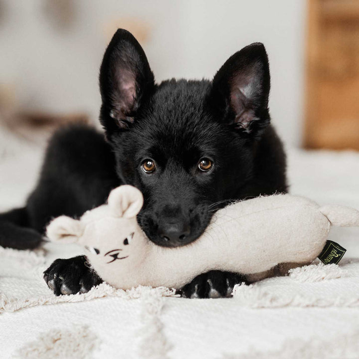 Dog with toy llama