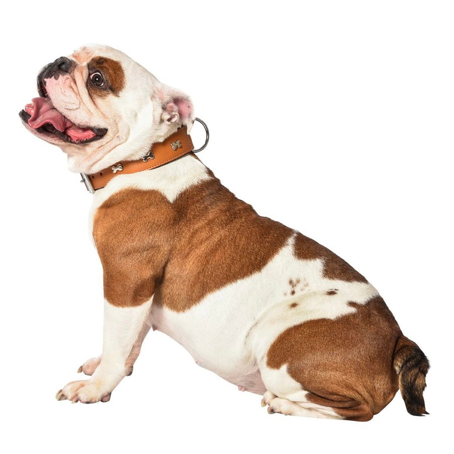 Bulldog wearing leather collar 